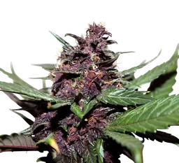 Swiss Dream Rose CBD Auto