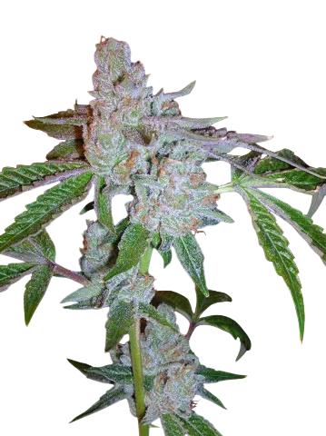 Tahoe OG Kush