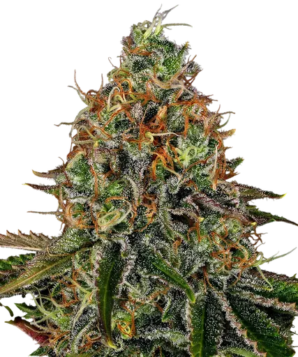 Tangerine Dream