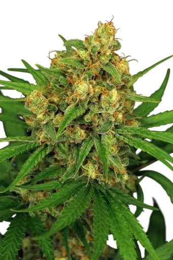 Tangerine Kush