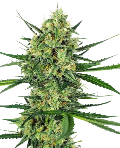 Tangerine Sugar