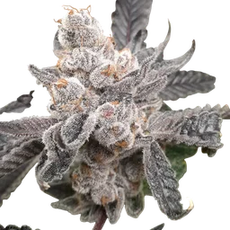 Bakers Fruit
