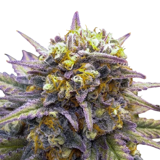 Tangilope Kush