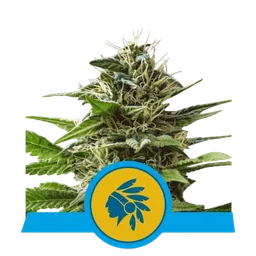 Tatanka Pure CBD