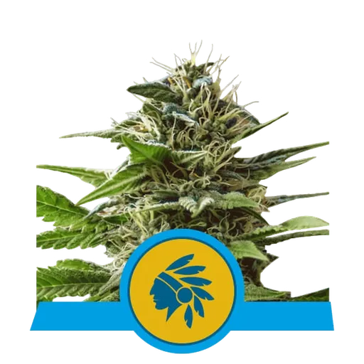 Tatanka Pure CBD