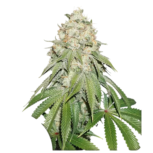 Banana Blaze