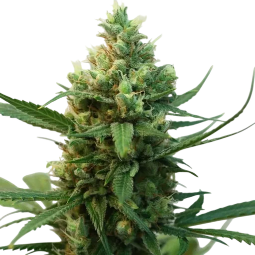 Toxic