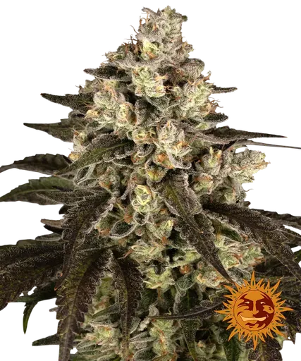 Trainwreck