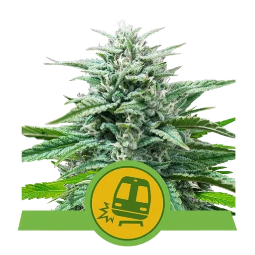 Trainwreck