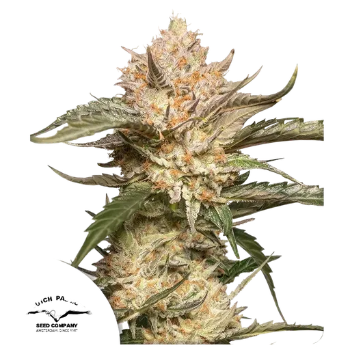 Trichome & Cream Auto
