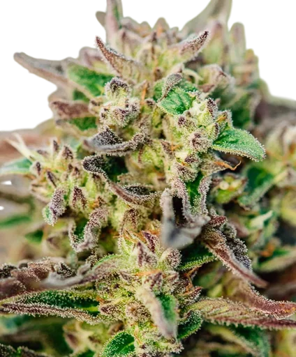 TriCross Auto
