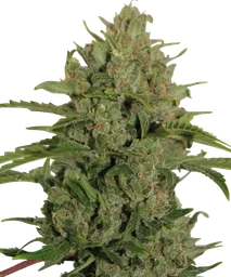 Triple Cheese