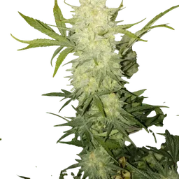 Bananacane