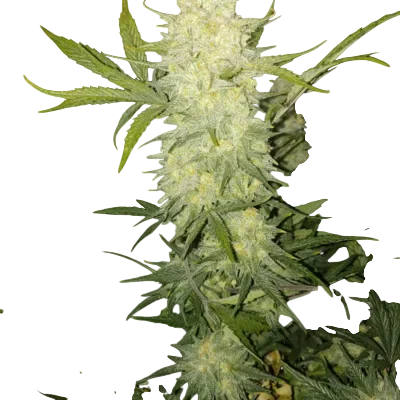 Bananacane