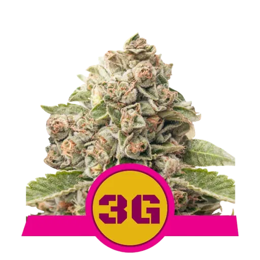 Triple G