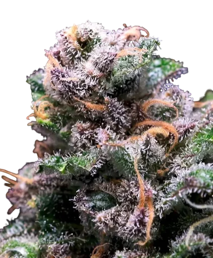 Tropical Cooler