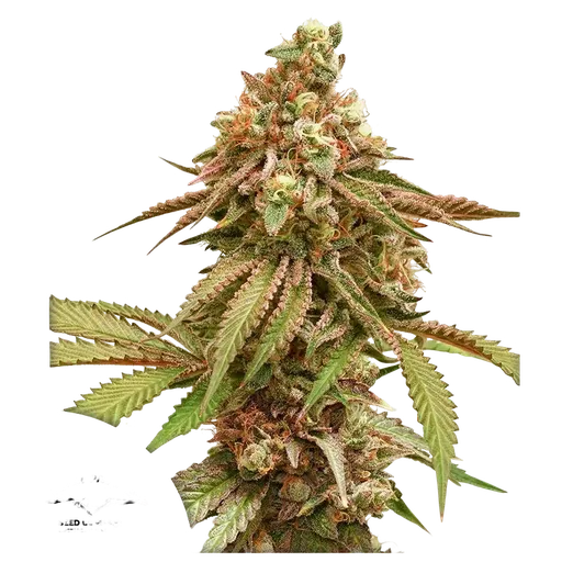 Tropical Tangie
