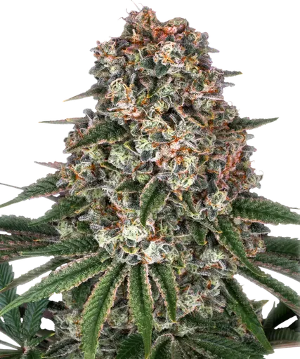 Tropicanna Banana