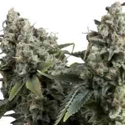 Tutankhamon Auto