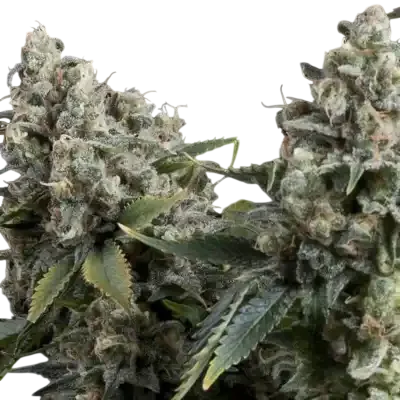 Tutankhamon Auto