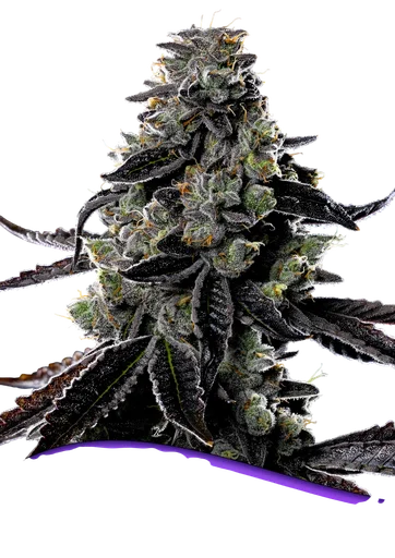 Violet Face Auto