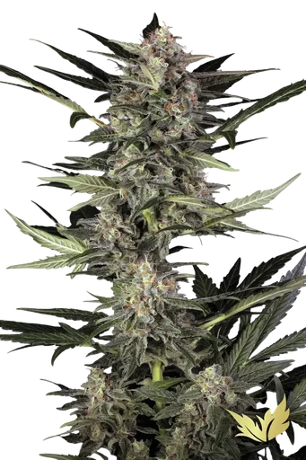 Wappa Auto