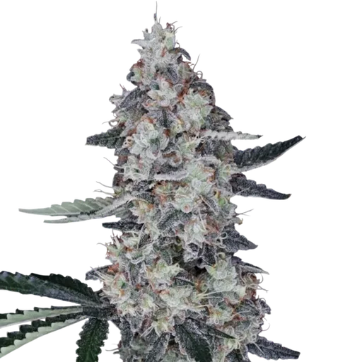 Watermelon Man Auto