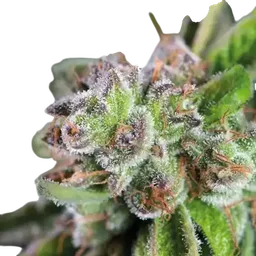 Watermelon Zkittlez