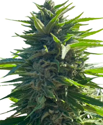 Wedding Cake Auto