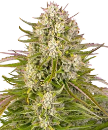 Wedding Cake Auto