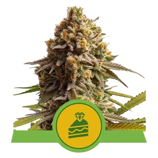 Wedding Cake Auto