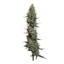 Wedding Cake Auto