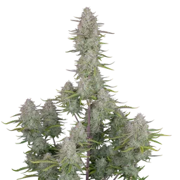 Wedding Cheesecake Auto