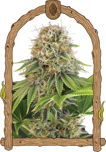 Wedding Monkey