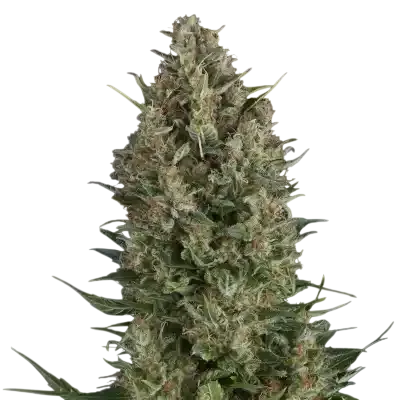 Wembley