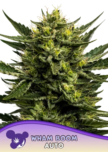 WHAM BOOM Auto