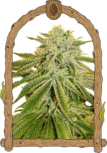 White Banana Auto