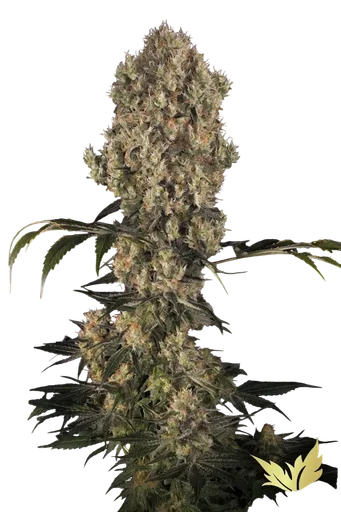 White Berry