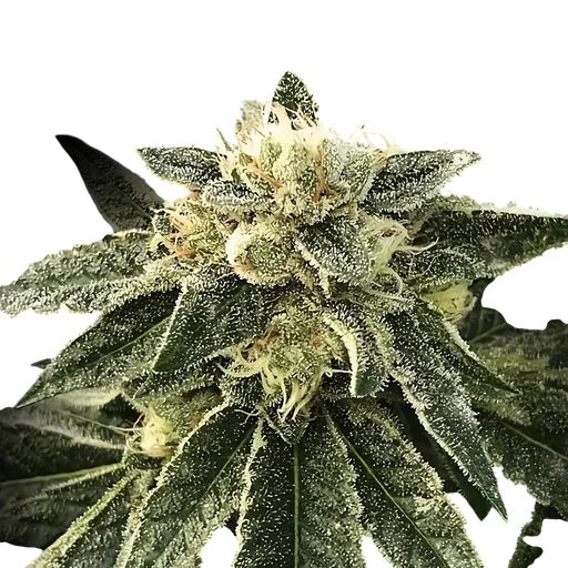 White Chocolope