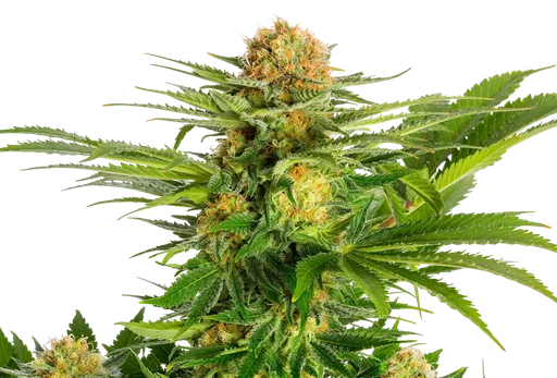 White Domina