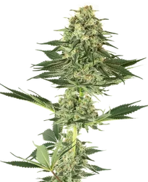 Banana Kush