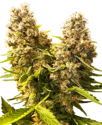 Banana Kush Cake Auto