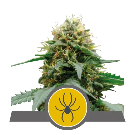 White Widow