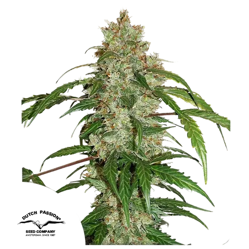 White Widow CBD