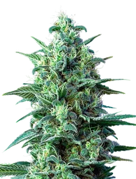 White Widow CBD Auto