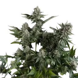 White Widow CBD