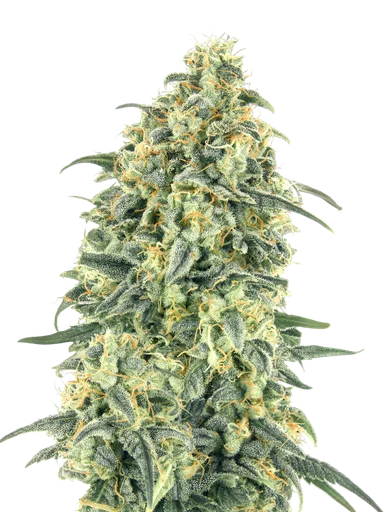 White Widow XXL Auto