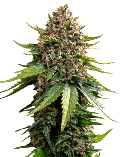 White Widow XXL