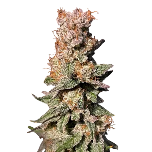 Xhale