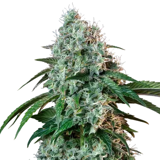 HulkBerry